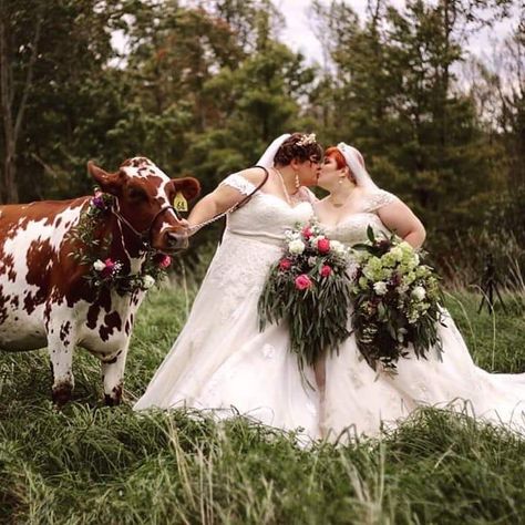 We had our big fat lesbian wedding yesterday, featuring our moo-tron of honor, my wife’s cow Charon! The photog put this pic up basically immediately! Plus Size Lesbian Wedding, Cottage Core Lesbian Wedding, Cottagecore Lesbian Wedding, Sapphic Wedding, Lesbian Wedding Rings, Poses Couples, Pregnant Lady, Lifestyle Goals, Dresses Satin