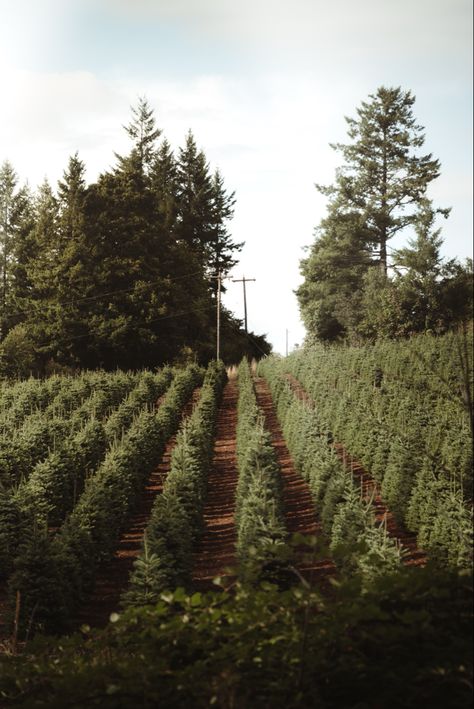 Christmas In Oregon, Christmas Tree Farm Aesthetic, Oregon Farm, Satya Yuga, Christmas Tree Farms, Moody Christmas, Winter Farm, Tree Decoration Ideas, Farm Books