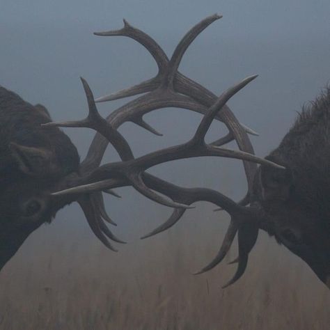 Antler Aesthetic, Elk Aesthetic, Sketch Reference, Bull Elk, Southern Gothic, Pretty Animals, Ap Art, Glacier National, Glacier National Park