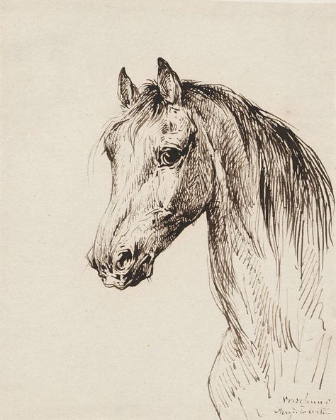 Elegant Wildlife Portrait, Black & White Ink Sketch, Vintage Equestrian Illustration, Farmhouse Decor, Digital Download Vintage Horse Art, Vintage Drawing Sketches, Equestrian Illustration, Riding Horse Illustration, Vintage Horse Illustration, Black And White Horse Art, Horse Etching, Running Horses Sketch, Vintage Equestrian