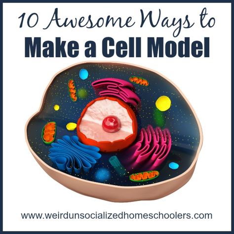 The best science projects are the ones you can eat! Learn how to make an edible cell model with cake and candy. Hands-on science, how to make a cell model. Animal Cell Model Project, 3d Animal Cell, Plant Cell Project, Edible Cell, Cell Model Project, Plant Cell Model, Animal Cell Project, Cell Project, Cool Science Projects