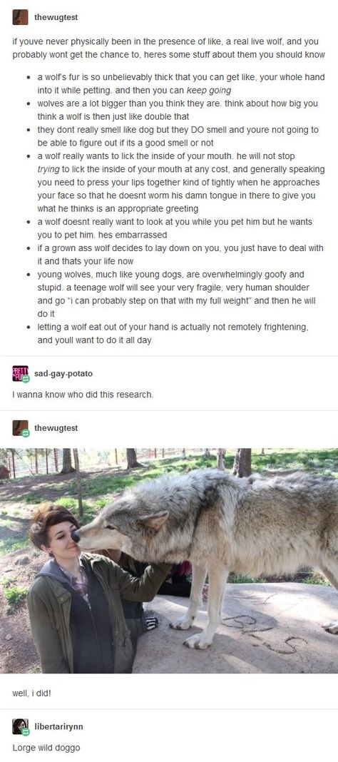 Wolf facts... they want to lick the inside of your mouth as an appropriate greeting. Regnul Animal, Diy Dog, A Wolf, Dog Accessories, Animal Memes, Tumblr Funny, Cute Funny Animals, Bow Ties, Funny Cute