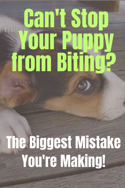 After reading this, you’ll probably never think about puppy training in the same way again. Hopefully you’ll start to look at training issues through your puppy’s eyes – and that’s when you’ll start to understand them and begin to understand how to stop your puppy from biting.  You're probably making the same mistake most puppy owners do when they're trying to get a puppy to stop biting! Lab Puppy Training, Stop Dog From Biting, Stop Puppy Biting, Dog Biting Training, Puppy Training Biting, Puppy Obedience Training, Puppy Biting, Potty Training Puppy, Dog Pee