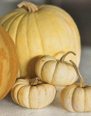 Thanksgiving pumpkins. I always want white pumpkins for Thanksgiving. Peter Peter Pumpkin Eater, Pumpkin Varieties, Jaune Orange, Tableau Design, Soft Autumn, Fall Dinner, Little Cottage, Yellow Leaves, White Pumpkins