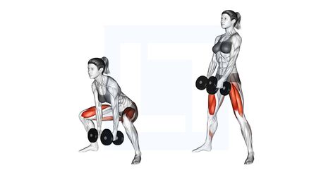 Deadlift Muscles Worked, Deadlift Benefits, Hip Workouts, Trap Bar Deadlift, Deadlift Form, Deadlift Variations, Sumo Deadlift, Inner Thigh Muscle, Dumbbell Workouts