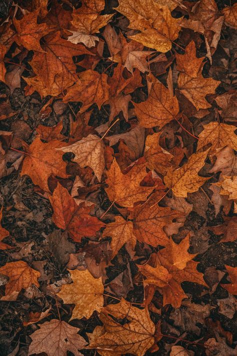 Free Brown Image on Unsplash Fall Wallpaper Backgrounds, Free Fall Wallpaper, Fall Wallpaper, Autumn Leaves, Wallpaper Backgrounds, Ipad, Wallpapers, Iphone, Nature