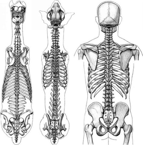 Comparative Anatomy, Sketching People, Vertebral Column, Anatomy Images, Horse Tattoo Design, Dog Skull, Skeleton Anatomy, Dog Anatomy, Cat Anatomy