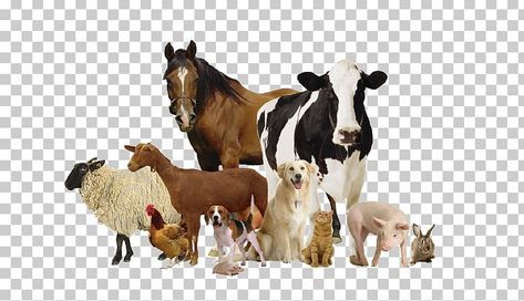 Veterinary Day, Goat Herding, Animal Medicine, Animal Health, Asian Film, Cow Png, Family Dentistry, Veterinary Medicine, Wallpaper Vintage