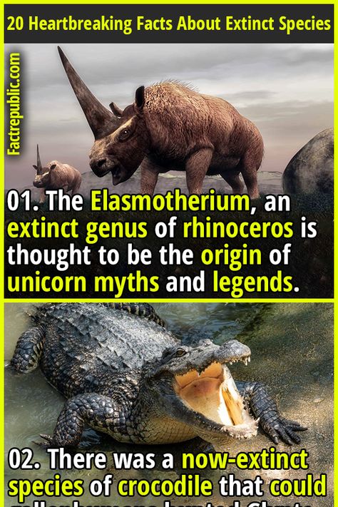 Weird Facts About Animals, Rare Animals Real, Dinosaur Fun Facts, Weird Animal Facts, Imaginary Animals, Science Knowledge, Extinct Species, Strange Animals, Animal Encounters