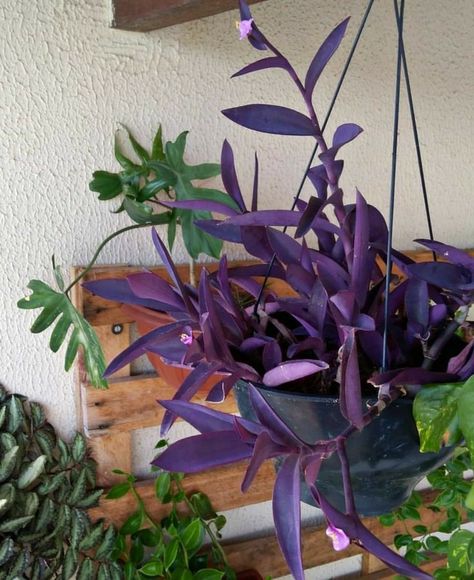 Ceiling Plants, Classic Garden Design, Purple Heart Plant, Modern Decorations, Creative Garden Decor, Purple Plants, Garden Decor Projects, Modern Garden Design, Growing Plants Indoors