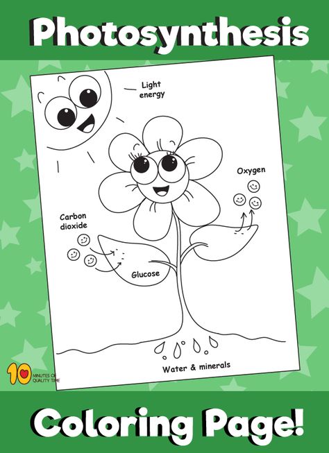 Photosynthesis - Coloring Page Photosynthesis Coloring Page, Photosynthesis Projects, Photosynthesis Activities, Science Penguin, Penguin Coloring Pages, Bee Coloring Pages, Preschool Garden, Middle School Science Experiments, Science Notebooks