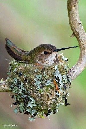 One of these cute humming birds build a nest in my Rose Tree. Soooo cute, they thought they were so high up. in reality they were only about 3 ft. off the ground. Sustained Investigation, Hummingbird Nests, Humming Bird, Pretty Birds, Little Birds, Bird Nest, Birds Of Paradise, Hummingbirds, 귀여운 동물