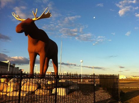 Norway and Canada Go Head to Head Over the World’s Tallest Moose Statues - The New York Times Moose Sculpture, Moose Jaw, National Doctors Day, National Puppy Day, World Water Day, World News Today, How To Raise Money, Ny Times, The New York Times