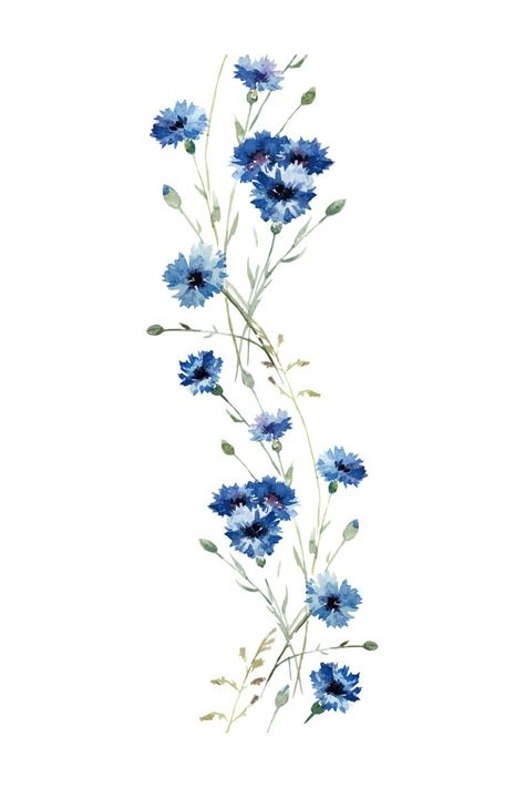 Colorful Tattoos For Women Back, Cornflower Drawing Tattoo, Cornflower Blue Tattoo, Watercolour Blue Flowers, Blue Flowers Aesthetic Drawing, Cornflowers Aesthetic, Blue Cornflower Tattoo, Blue Flowers Aesthetic Wallpaper, Cornflower Aesthetic