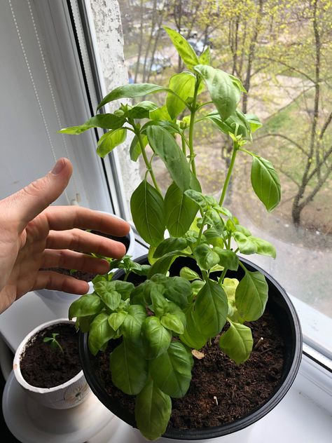 How to Prune Basil for Big, Bushy Basil Plants (With Photos) Pruning Basil Plants, How To Prune Basil Plant, Pruning Herbs, Trimming Basil Plants Tips, How To Trim Basil, How To Take Care Of Basil Plant, How To Prune Basil, How To Grow Basil From Clippings, Prune Basil