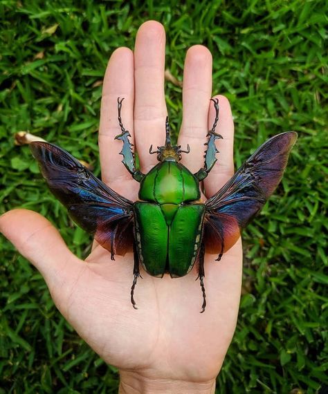 One of the largest flower beetles in the world, Mecynorrhina Torquata (credit: red.scale) Iridescent Wings, Cool Insects, Cool Bugs, Central Africa, Beautiful Bugs, Creepy Crawlies, Insect Art, Arthropods, Arachnids