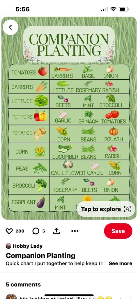 Yea Garden, Garlic Spinach, Greenhouse Growing, Tomato Plants, Companion Planting, In November, Beets, Eggplant, Lettuce