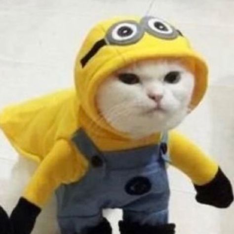 Matching Cat Pfp, Matching Cat, Cat Pfp, Minion, Yellow