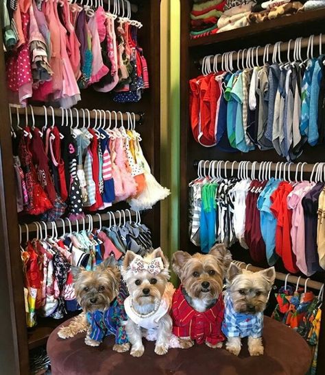 Yorkie Room Ideas, Puppy Closet Ideas, Spoiled Puppy Ideas, Dog Room Closet Ideas, Dog Wardrobe Closet Diy, Dog Clothes Closet, Dog Closet Ideas, Spoiled Yorkie, Pet Closet