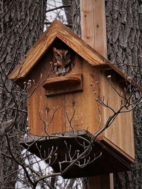 Owl House Plans, Outhouse Birdhouse, Bird Feeder Baffle, Cabin Birdhouse, Victorian Birdhouses, Mosaic Birdhouse, Bug Box, Insect House, Cloud House