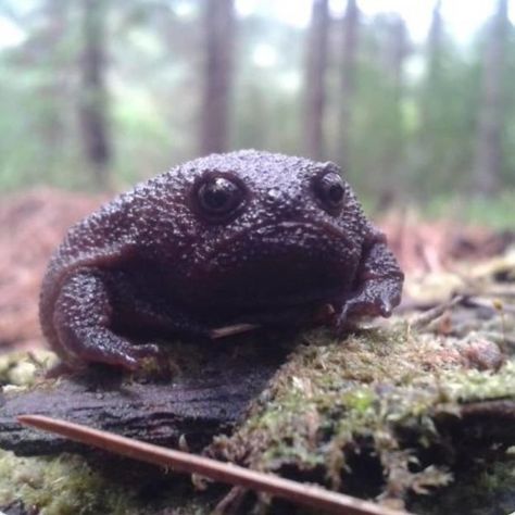 This Is The Black Rain Frog That Looks Like An Angry Avocado And Has The Most Adorable Squeak Rain Frogs, Rain Frog, Black Rain, A Frog, Frogs, Forest, Animals, Black