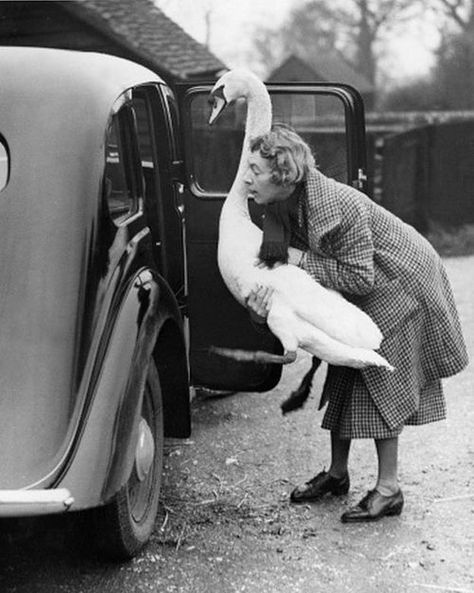 Swan In a Car, 1936 Chesham, Buckinghamshire, England Photo by William Vanderson Funny Love Story, Funny Vintage Photos, Best Guard Dogs, Black And White People, Nostalgic Pictures, Paris Vintage, Twin Towers, Photo Vintage, Guard Dogs