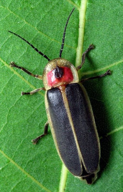 FIRE FLY: A Lampyridae. Kindred with Blake. Can you see the inspiration in the pairing? Blue Gray Gnatcatcher, Lighting Bugs, Fire Fly, Cool Bugs, Nocturnal Animals, Beautiful Bugs, Animal Projects, Arachnids, Bugs And Insects