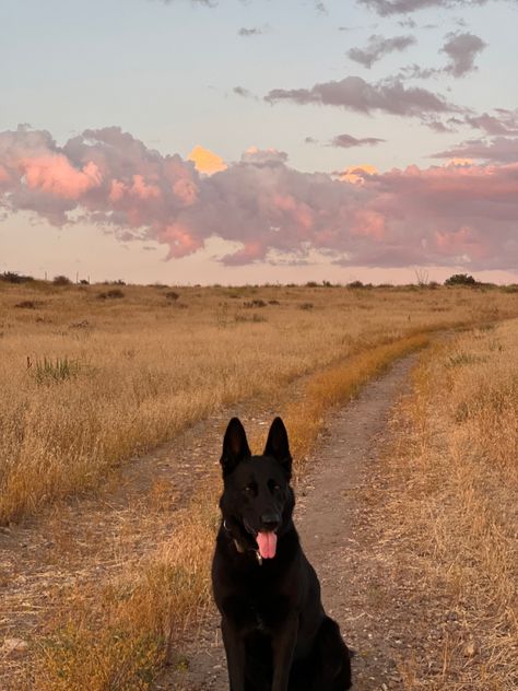 German Shepherd Farm Dog, Black Shepherd, Road Trip To Colorado, Dog Poses, Black German Shepherd, Farm Dogs, Love Your Pet, Dog Gear, German Shepherd Puppies