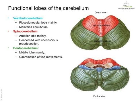 Clinical Lobes of Cerebellum ... Note: Flocculonodular lobe is "Vestibulo"cerebellum and is a/w Equilibrium ... Pontocerebellum - Coordination of Fine movements ... Cerebellum Anatomy, Anatomy Notes, Brain Anatomy, Nursing School Survival, School Survival, Medical Education, Neuroscience, Colouring Pages, Anatomy