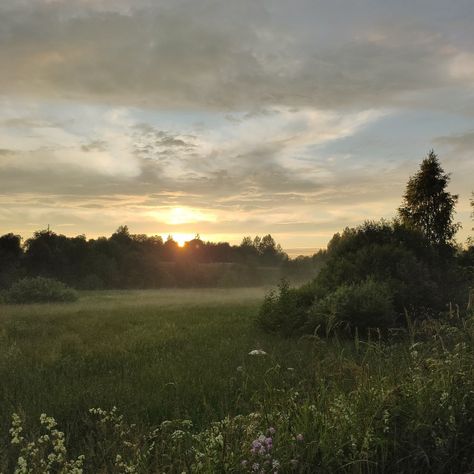 The Sky, The Sun, Trees, Sun