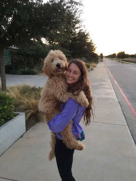 15 Reasons Goldendoodles Are Not The Friendly Dogs Everyone Says They Are - The Paws Goldendoodle Haircuts, Goldendoodle Grooming, Australian Labradoodle, Mini Goldendoodle, Goldendoodle Puppy, Doodle Dog, Airedale Terrier, Cute Dogs And Puppies, Labradoodle