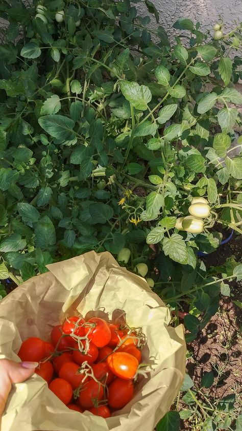 picking some tomatoes 🍅 cottage core | plant | garden | cottage core aesthetic | california | aesthetic | cottage core garden | italian summer vintage aesthetic Julia + Core + Aesthetic, Summer Vintage Aesthetic, Cottage Core Garden, Aesthetic Cottage Core, Aesthetic California, Fried Tomatoes, California Aesthetic, Aesthetic Cottage, Spain Aesthetic