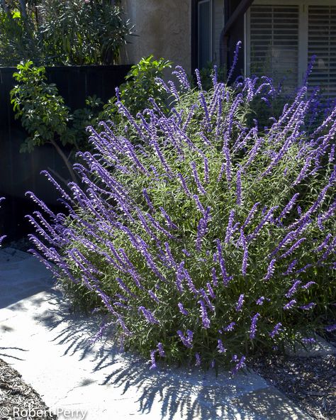 Sage Bush Shrubs, Mexican Bush Sage, Backyard Refresh, Mexican Sage, Xeriscape Plants, Shrubs For Landscaping, Butterfly Garden Plants, Herbal Tea Garden, Water Wise Landscaping