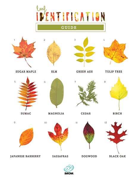 Leaf Identification Game - iMom Fall Leaf Scavenger Hunt Printable, Fall Leaf Scavenger Hunt, Tree Leaf Identification Free Printable, Leaf Hunt Printable, Leaf Scavenger Hunt, Leaf Identification Chart, Tree Leaf Identification, Leaf Hunt, Different Types Of Leaves