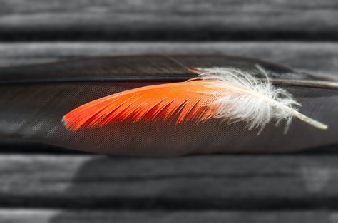 Thanks to Alexander Sinn for making this photo available freely on @unsplash 🎁 Red Cardinal Meaning, Birds Meaning, Black Feather Meaning, White Feather Meaning, Cardinal Meaning, Hata Yoga, Feather Meaning, Truth And Reconciliation, World Mythology