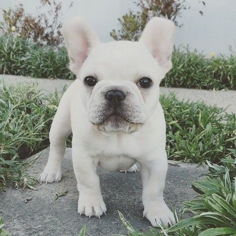 White French Bulldog, White French, French Bulldog, Bulldog, Puppies, White