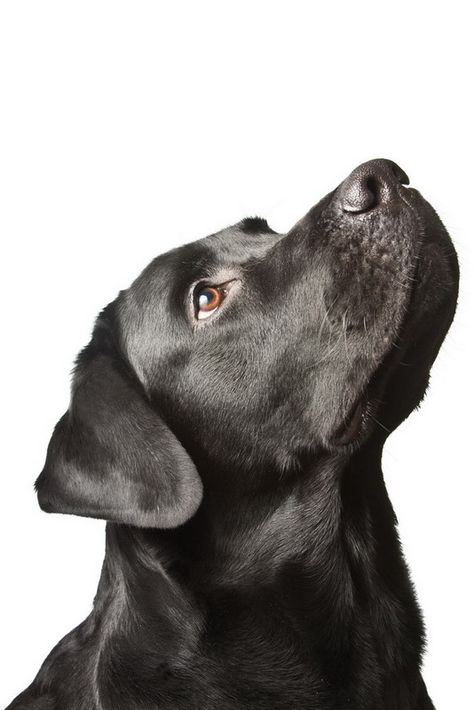 Labrador Noir, Dog Tumblr, Dog Black, Black Labrador Retriever, Lab Dogs, Dogs Funny, Most Popular Dog Breeds, Labrador Retriever Puppies, Labrador Retriever Dog