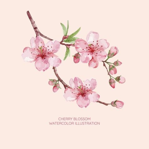 Cherry blossom watercolor illustration | Premium Vector #Freepik #vector Pink Flower Illustration, Cherry Blossom Illustration, Blossom Illustration, Blossom Watercolor, Cherry Blossom Watercolor, Cherry Blossoms Illustration, Haifa, Typography Art, Flower Illustration