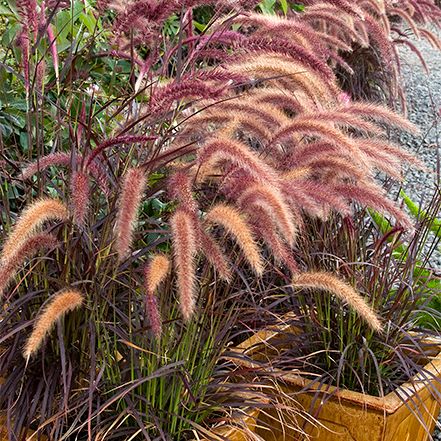 These Stunning Container Plants Can Take the Heat! Drought Tolerant Grass, Monrovia Plants, Perennial Grasses, Fountain Grass, Purple Plants, Grasses Garden, Herbaceous Perennials, Ornamental Grasses, Red Flower