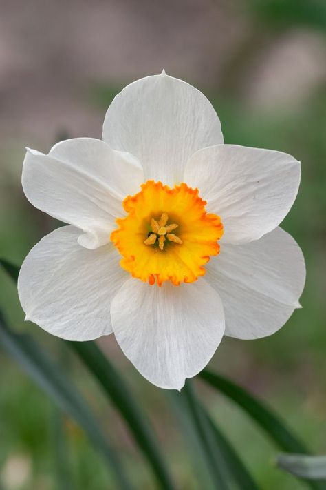 Best flower photography Daffodil Photo, Daffodils White, Pink Daffodils, Daffodil Photography, Paperwhite Narcissus, White Daffodils, Narcissus Flower, Daffodil Flower, Lovely Flowers Wallpaper