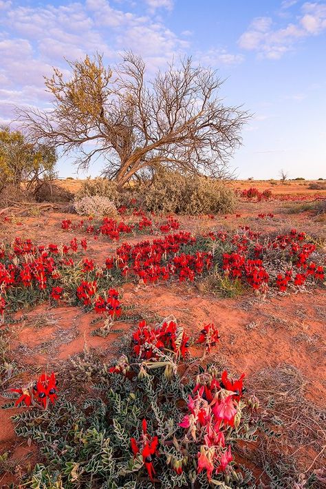 Sturt Desert Pea, Flinders Ranges, Australian Landscapes, Composition Photo, Australian Desert, Australia Landscape, Australian Road Trip, Australian Wildflowers, Australian Native Flowers