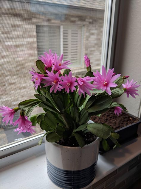 My Easter Cactus started blooming! Easter Cactus, Home Flowers, Garden Diy, Horticulture, Landscaping, Cactus, Roses, Easter, Plants