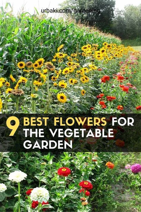 Best Flowers To Plant With Vegetables, Flowers Around Vegetable Garden, Vegetables And Flowers Garden, Veg And Flower Garden, Potager Garden Flowers, Flower Vegetable Garden, Flowers To Plant With Tomatoes, Flowers And Vegetables Planted Together, Flower Veggie Garden