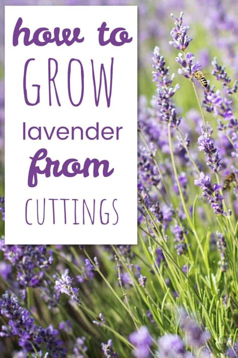 Growing Lavender Indoors, Lavender Plant Care, Harvesting Lavender, How To Propagate Lavender, Grow Lavender, Lavender Body Lotion, Lavender Seeds, Lavender Herb, Growing Lavender