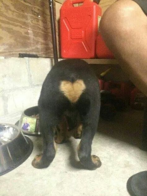 Dog butt Rottweiler Facts, German Dog Breeds, English Bull Terrier, Rottweiler Puppy, Rottweiler Love, Perfect Heart, Positive Dog Training, Bulldog Breeds, Welsh Terrier