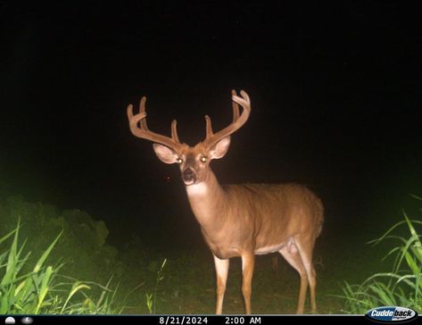 Deer With Antlers, Deer Antlers, Antlers, Deer, Art