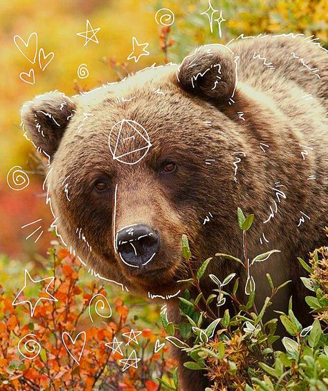 Bear Therian, Therian Pfp, Maybe In Another Life, Animal Study, In Another Life, Whitetail Deer, Black Wolf, Stray Cat, Grizzly Bear