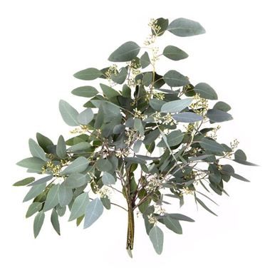 Eucaliptus Eucalyptus Populus, Bridal Bouquet Spring, Blue White Weddings, Australian Flowers, Daisy Wedding, Country Style Wedding, Florist Supplies, Wedding Flower Inspiration, Flower Names