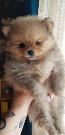 Pomeranian Puppies For Sale | Charlotte, NC Teddy Bear Pomeranian, Sales Email, Pomeranian Puppies For Sale, Pomeranian Puppy For Sale, Teddy Bear Dog, Cute Pomeranian, Pomeranian Puppies, Cute Dog Pictures, Rottweiler Puppies