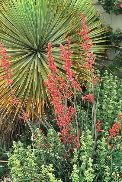 The Genus Yucca includes about 4 dozen species of perennials, shrubs, and trees in the Agave family, Agavaceae. These lovely evergreen plants with sword-shaped leaves and annual clusters of white flowers are a dramatic addition to any garden. Yucca are native to the deserts of the Americas and grow as far north as Nevada and Utah. Red Yucca, Plant Hardiness Zone Map, Dry Garden, Evergreen Plants, Coral Flowers, Favorite Flowers, Plant Species, Food Source, Green Foliage